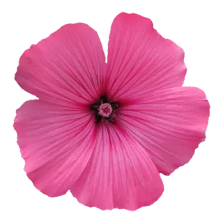 🌻 цветок, розовый, лепесток, цветочный, цветение telegram sticker
