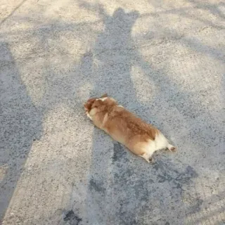 🐾 Hamster, Tier, Nagetier, Haustier, Sonne, süß whatsapp sticker