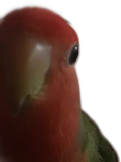 😎 bird, parrot, lovebird, animal, pet telegram sticker