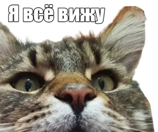 👀 Я всё вижу кот, мем, смешной, смотрит, глаза telegram sticker