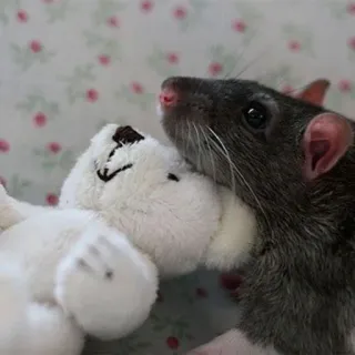🐀 szczur, pluszowy miś, słodki, zwierzę, zwierzę domowe telegram sticker