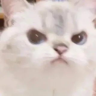 🤔 gato, gruñón, animal, lindo, mascota whatsapp sticker