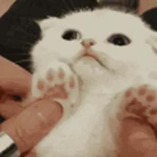 🐾