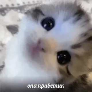 👋 опа приветик kitten, cute, cat, animal, greeting, pet telegram sticker