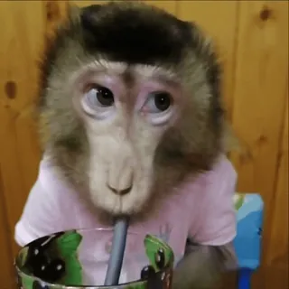 😅 macaco, bebendo, canudo, animal, primate, fofo whatsapp sticker