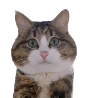 🙂 gato, animal, animal de estimação, mamífero, animal doméstico, felino telegram sticker