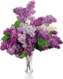 🌸 tử đinh hương, hoa, bó hoa, tím, trắng, bình hoa, hoa telegram sticker