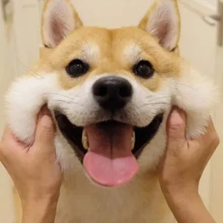 🥰 chien, shiba inu, mignon, animal de compagnie, animal, joyeux, sourire telegram sticker