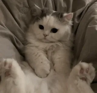 💓 кот, милый, животное, домашнее животное, домашний, кошачий, пушистый whatsapp sticker