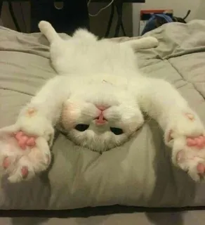 🐱 кот, животное, милый, питомец, смешной, белый, очаровательный, домашний telegram sticker