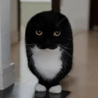 👽 cat, black and white, pet, animal, domestic, standing, mammal whatsapp sticker