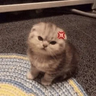 🌿 mèo, mèo con, tức giận, thú cưng, động vật, dễ thương telegram sticker