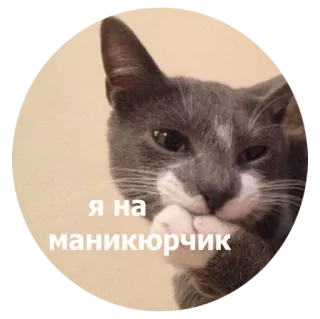 💅 я на маникюрчик kat, manicure, schoonheid, schattig, dier whatsapp sticker