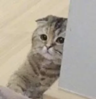 ☹️ chat, animal de compagnie, animal, mignon, scottish fold, chaton telegram sticker