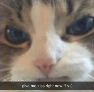 🐱 give me kiss right now!!! >:( cat, kiss, animal, cute, adorable telegram sticker