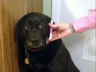 😧 perro, teléfono, mascota, animal, comunicación, labrador negro telegram sticker