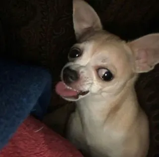 😜 perro, chihuahua, animal, mascota, lindo, lengua, retrato telegram sticker