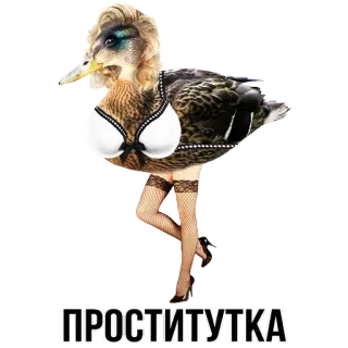 🦆 ПРОСТИТУТКА anatra, uccello, umorismo, parodia telegram sticker