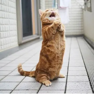🙏 gatto, carino, animale, arancione, animale domestico, implorare telegram sticker