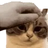 Kotik emoji @komaru_GIF telegram emojis 👋