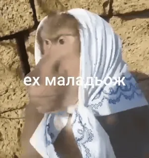 🌟 ех маладьож monkey, babushka, scarf, animal, russian telegram sticker