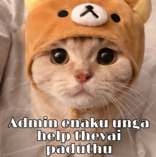 😐 Admin enaku unga help thevai paduthu gato, fofo, animal, animal de estimação, urso, moletom com capuz telegram sticker
