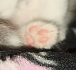 🎀 cat, paw, toe beans, cute, kitten, animal whatsapp sticker