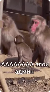 🌟 AAAAAAAAA злой админ khỉ, giận dữ, quản trị viên, người Nga, động vật telegram sticker