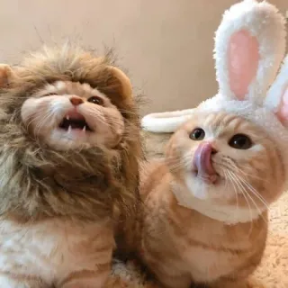 😺 gatos, fantasia de leão, fantasia de coelho, animais, animais de estimação whatsapp sticker
