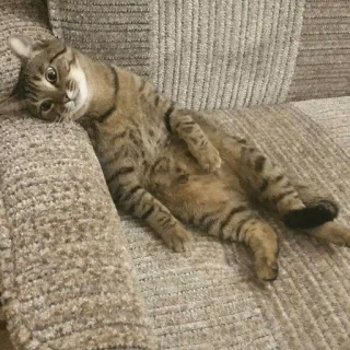 ☹ gato, tigrado, sofá, animal de estimação, animal, preguiçoso, gato doméstico, felino whatsapp sticker
