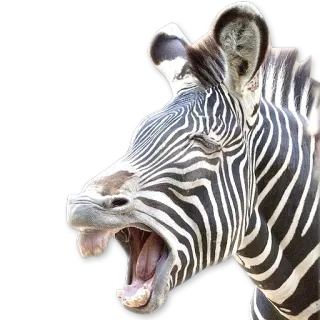 😴 зебра, животное, дикая природа, млекопитающее, полосатый, лошадь telegram sticker