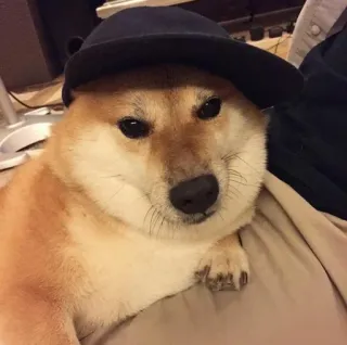 ❤️ dog, shiba inu, hat, animal, pet, meme, funny telegram sticker