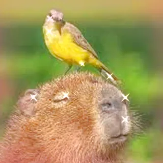 😌 Capybara, Vogel, Tier, süß, Wildtier, Freundschaft whatsapp sticker