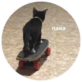 👋 пака kat, skateboard, dier, huisdier, schattig whatsapp sticker
