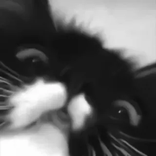 🐈‍⬛️ животное, черно-белый, кот, питомец telegram sticker