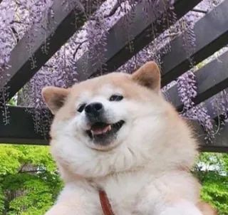 😛 hond, shiba inu, dier, schattig, huisdier, blauwe regen, bloemen telegram sticker