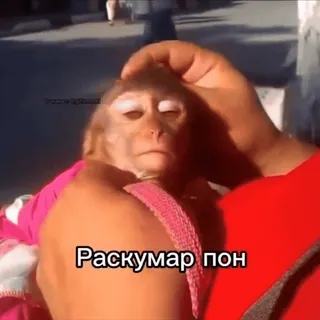 😌 Раскумар пон 猴子, 动物, 表情包, 搞笑 telegram sticker