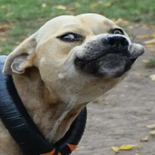 ☺️ Hund, Tier, Haustier, lustig, Meme, Gesicht telegram sticker