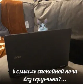 ⁉️ в смысле спокойной ночи без сердечка?... แมว, แล็ปท็อป, น่ารัก, รัสเซีย, ข้อความ whatsapp sticker