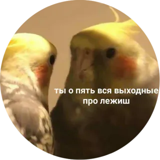 😪 ты о пять вся выходные про лежишь papegaai, vogel, valkparkiet, dier, huisdier telegram sticker