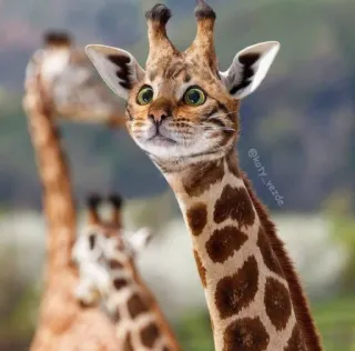 😳 @Koty_vezde giraffe, cat, hybrid, funny, animal, meme telegram sticker