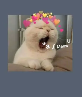 🤔 aai
Meow 猫, あくび, ハート, 可愛い, 動物, ペット telegram sticker