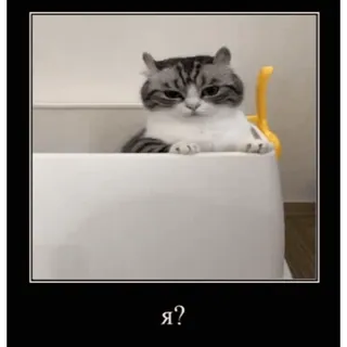 🤿 Я? chat, drôle, mignon, animal de compagnie, question, animal telegram sticker