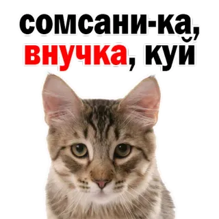 😜 сомсани-ка, внучка, куи gato, gatinho, animal de estimação, animal, engraçado, meme whatsapp sticker