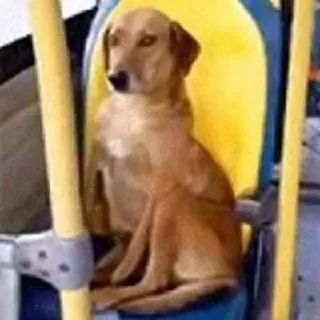 💅 perro, animal, autobús, asiento, transporte telegram sticker