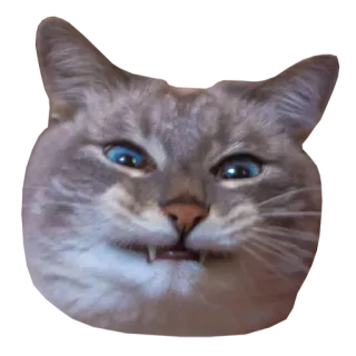 😬 cat, animal, pet, feline, mammal, funny, cute telegram sticker