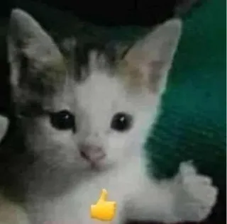 🎀 cat, kitten, thumbs up, cute, animal whatsapp sticker