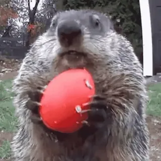 😳 marmota, marmota, animal, vida selvagem, bola vermelha, ar livre, fofo whatsapp sticker