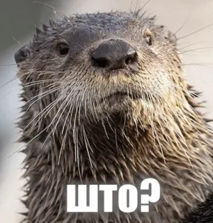 😕 ШТО? otter, animal, curious, question, russian telegram sticker