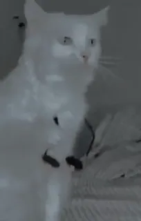 ❤️ cat, animal, domestic cat, white cat whatsapp sticker